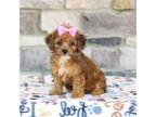 Poodle (Toy) Puppy for sale in Plymouth, OH, USA