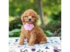 Poodle (Toy) Puppy for sale in Plymouth, OH, USA