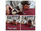 German Shorthaired Pointer Puppy for sale in Smith Center, KS, USA