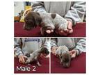 German Shorthaired Pointer Puppy for sale in Smith Center, KS, USA
