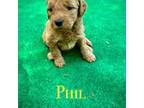 Goldendoodle Puppy for sale in Canandaigua, NY, USA