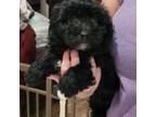 Poodle (Toy) Puppy for sale in Chiefland, FL, USA