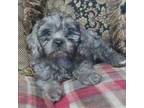 Cavapoo Puppy for sale in Chiefland, FL, USA
