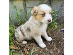 Australian Shepherd Puppy for sale in Free Soil, MI, USA