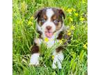 Mutt Puppy for sale in Chelsea, OK, USA