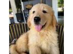 Golden Retriever Puppy for sale in Venus, FL, USA