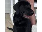 Labrador Retriever Puppy for sale in Moore, SC, USA