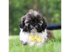 Shih Tzu Puppy for sale in Millersburg, OH, USA