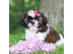Shih Tzu Puppy for sale in Millersburg, OH, USA