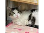 Adopt Rocky Road a Domestic Short Hair