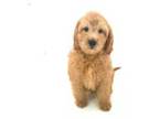 Mutt Puppy for sale in Auburn, WA, USA