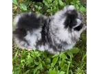 Pomeranian Puppy for sale in North Port, FL, USA