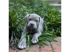 Cane Corso Puppy for sale in Flowery Branch, GA, USA