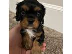 Cavalier King Charles Spaniel Puppy for sale in Oxford, GA, USA