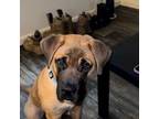 Bullmastiff Puppy for sale in Evans Mills, NY, USA