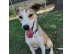 Adopt Capone a Greyhound, Mixed Breed