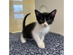 Adopt Soldier a Domestic Short Hair