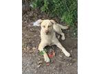 Adopt 55974070 a Labrador Retriever, Mixed Breed