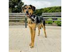 Adopt Reynolds a Catahoula Leopard Dog, Mixed Breed