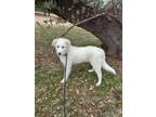 Adopt Champ a Great Pyrenees