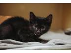 73979a Eras Domestic Shorthair Young Male