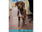Adopt Dog Kennel #18 Kane a Doberman Pinscher, Mixed Breed