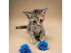 Navy Domestic Shorthair Kitten Female