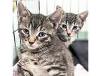 Hamburger Helper & Quaker Oats Domestic Shorthair Kitten Female