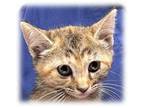 Baloo Domestic Shorthair Kitten Female