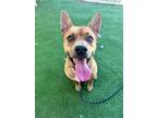 Adopt Rooster a Pit Bull Terrier