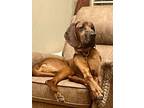 Adopt Rommel a Redbone Coonhound
