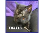 Fajita Domestic Shorthair Kitten Male
