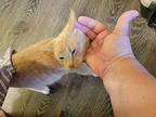 Ginger Domestic Shorthair Young Female