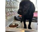 Adopt McIntosh a Labrador Retriever, Hound