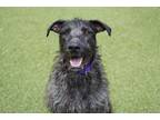 Adopt Mouflon a Airedale Terrier, Mixed Breed