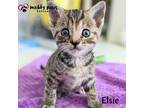 CHLOE Litter: Elsie Domestic Shorthair Kitten Female