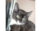 Adopt Dovewing a Domestic Short Hair