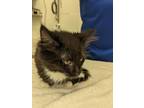 Adopt Pinto a Maine Coon, Domestic Short Hair