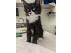 Adopt Chickpea a Maine Coon, Domestic Short Hair