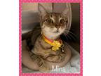 MINA Domestic Shorthair Young Female