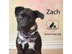 Adopt Zach a Black Labrador Retriever