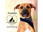Adopt Franklin a Boxer