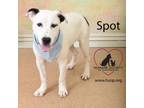 Adopt Spot a Pit Bull Terrier