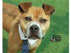 Adopt Rummy a Pit Bull Terrier, Mixed Breed