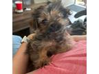 Adopt Yoda - Adopted! a Yorkshire Terrier