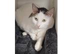 Tommy Domestic Shorthair Young Male
