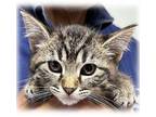 Winifred Domestic Shorthair Kitten Female