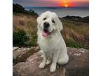 Luis Great Pyrenees Young Male