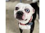 Adopt Malcolm - Claremont Location a Boston Terrier