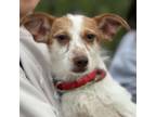 Adopt Busy Bones - Chino Hills Location a Terrier
